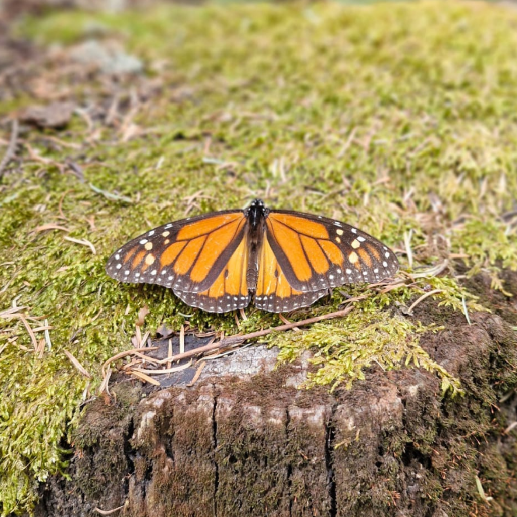 La migración de las mariposas monarca