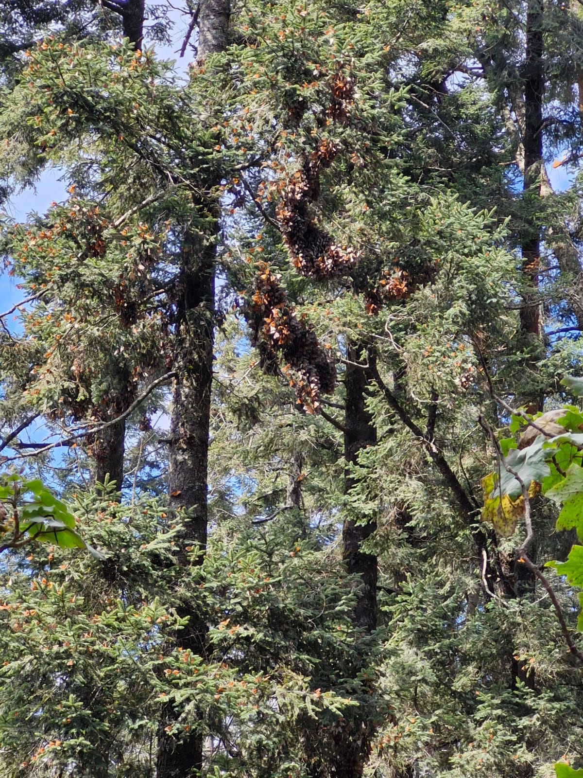 la migración de las mariposas