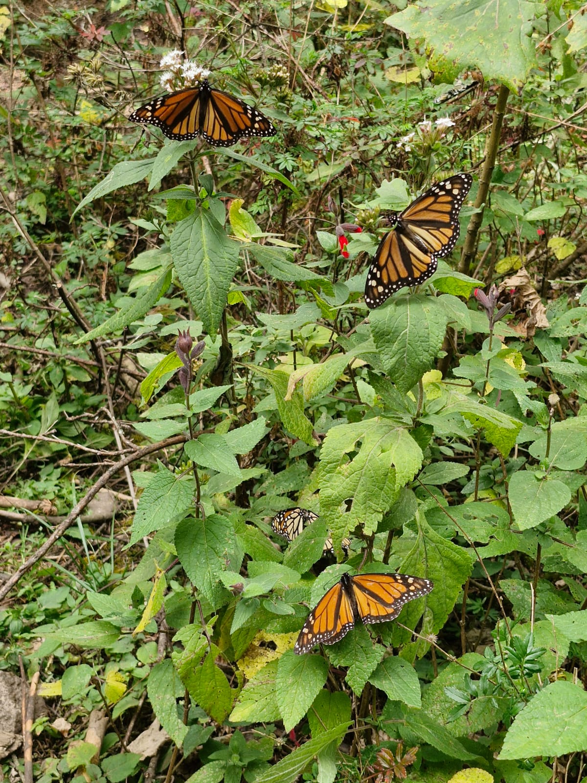 la migración de las mariposas